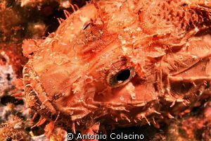 A scorpion fish Scorpaena scrofa by Antonio Colacino 